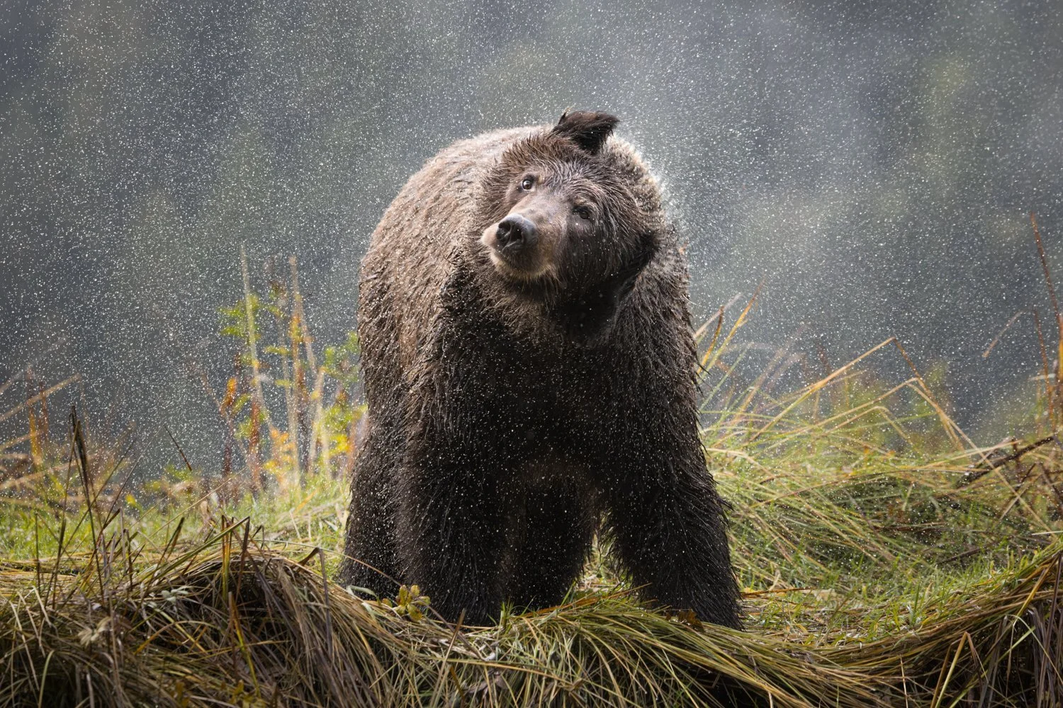 Great Bear Rainforest — Liron Gertsman Photography